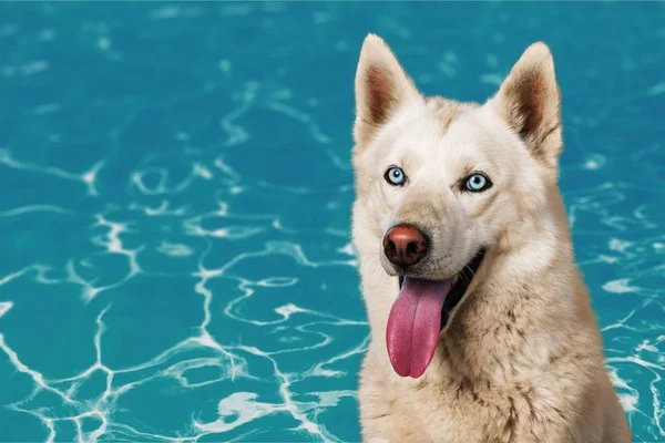 Niedlicher Weißer Hund Gegen Blaue Wasserwellen Freundliches Haustier — Stockfoto