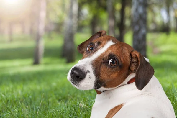 Jack Russell Terrier Floresta Verão — Fotografia de Stock