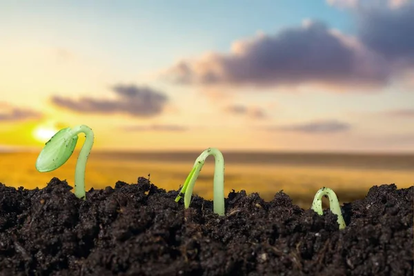Growth New Life Green Plants Soil — Stock Photo, Image