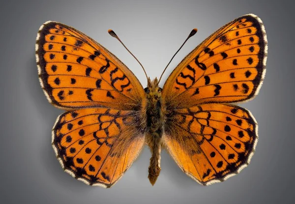 Красива Комаха Метелика Ізольована Світлому Фоні — стокове фото