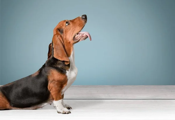 Basset Hound Dog Sitter Golvet — Stockfoto