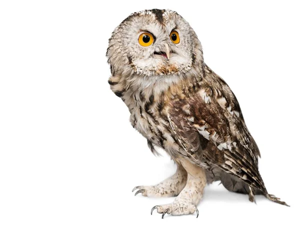 Closeup Beautiful Great Owl Isolated Background — Stok Foto
