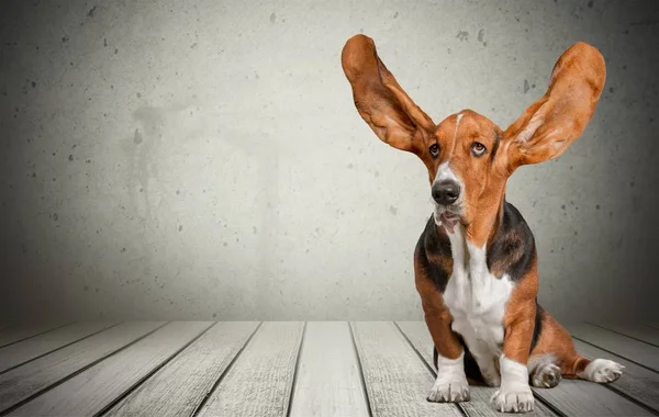 Bonito Basset Cão Cão Sentado Cais Madeira — Fotografia de Stock