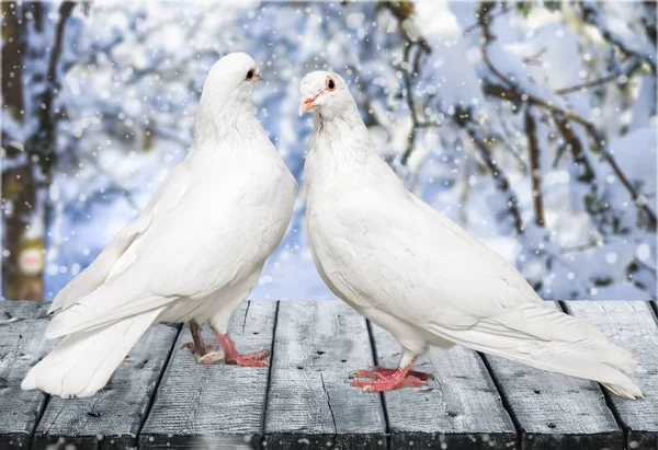 Δυο Λευκά Περιστέρια Σύμβολο Της Αγάπης — Φωτογραφία Αρχείου
