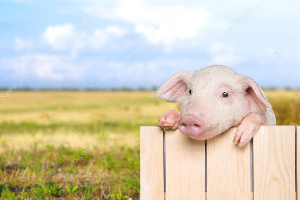 Cute little piglet hanging on a fence