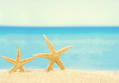 Kum kumu üzerinde iki deniz yıldızı