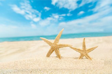 Kum kumu üzerinde iki deniz yıldızı