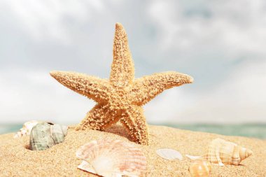 Deniz yıldızı kum, seyahat kavramı üzerinde 