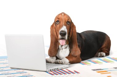 sevimli köpek Laptop PC kullanarak 