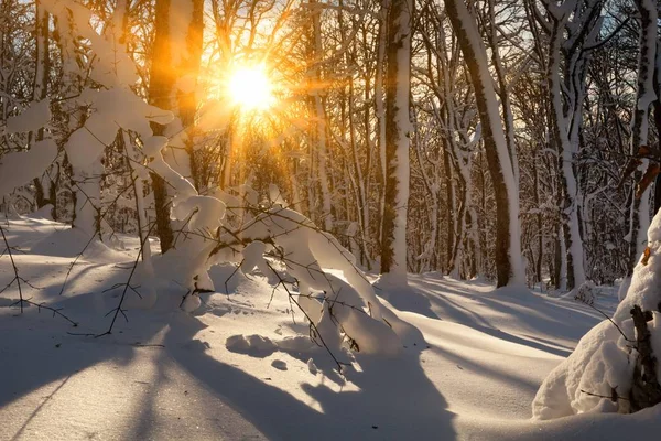 Winterpark Bei Sonnenuntergang Sonnenstrahlen Durch Verschneite Bäume — Stockfoto