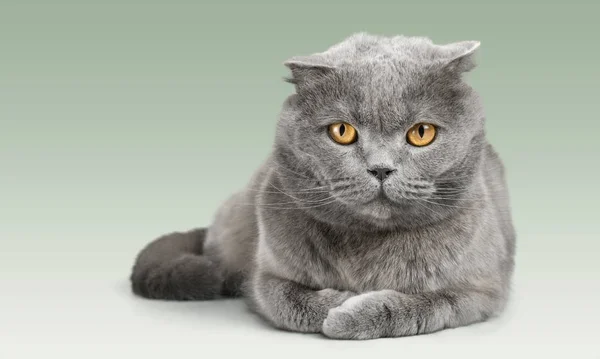 British Shorthair Cat Background — Stock Photo, Image