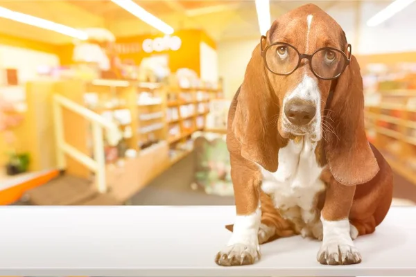 basset hound dog in eyeglasses on blurred store interior background