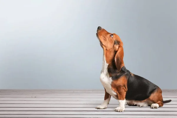 Lindo Perro Basset Hound Sentado Muelle Madera — Foto de Stock