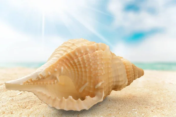 Sea Shell Zand Reis Concept — Stockfoto