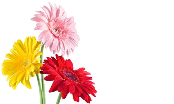 Trzy Kwiaty Gerbera Jasny Romantyczny Tło — Zdjęcie stockowe