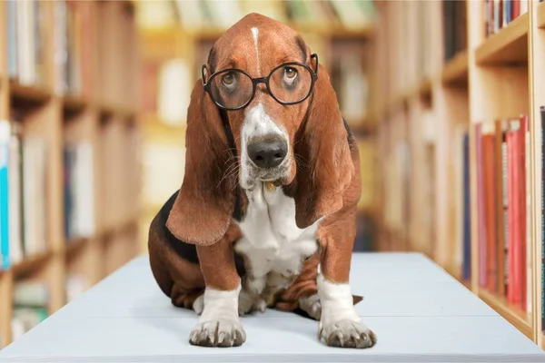 Basset Hound Pes Nosí Brýle Knihovně — Stock fotografie
