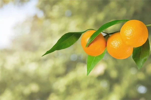 Ripe oranges on branch — Stock Photo, Image