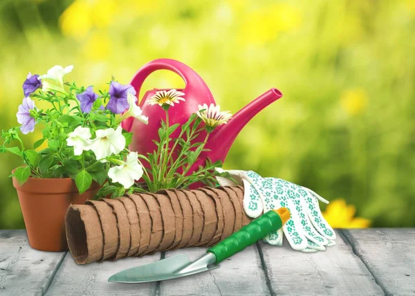 Green Watering Can Objects Planting Flowers Wooden Table — Stock Photo, Image