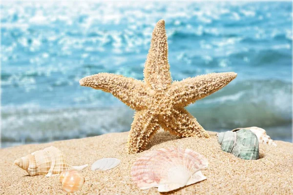 Sea Star Shells Sand Travel Concept — Stock Photo, Image