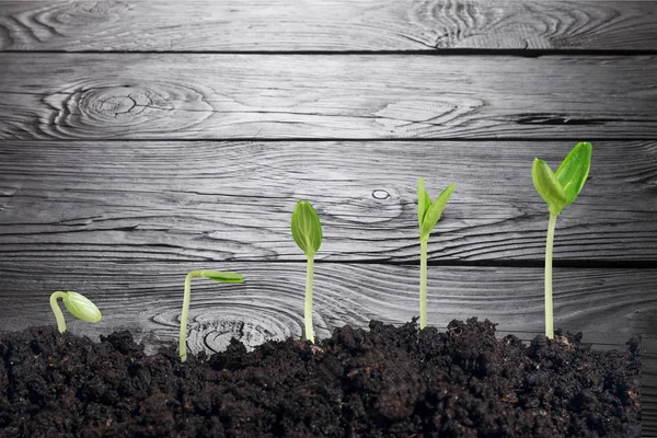 Growth of new life green plants in soil