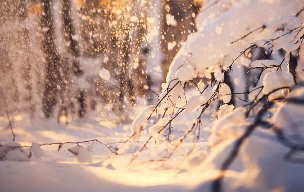 Erstaunliche Landschaft Mit Schneebedeckten Bäumen Winterpark — Stockfoto