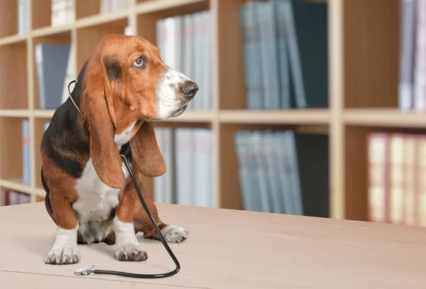 Милий Коричневий Собака Стетоскопом Столі — стокове фото