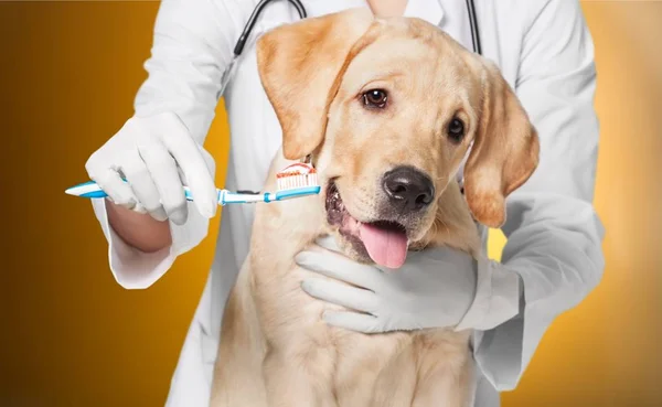 Dentista Usando Cepillo Dientes Para Limpiar Los Dientes Del Perro — Foto de Stock