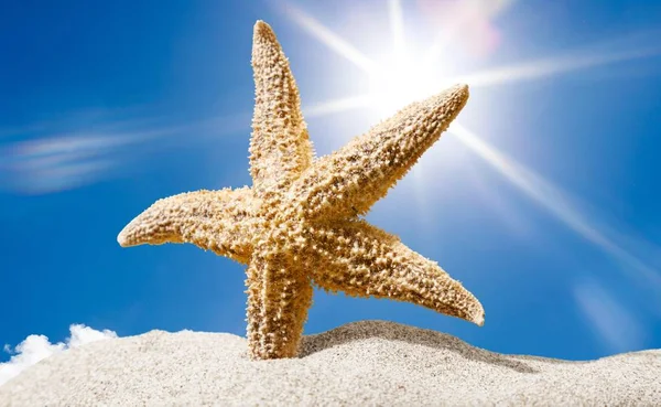 Sea Star Shells Sand Travel Concept — Stock Photo, Image