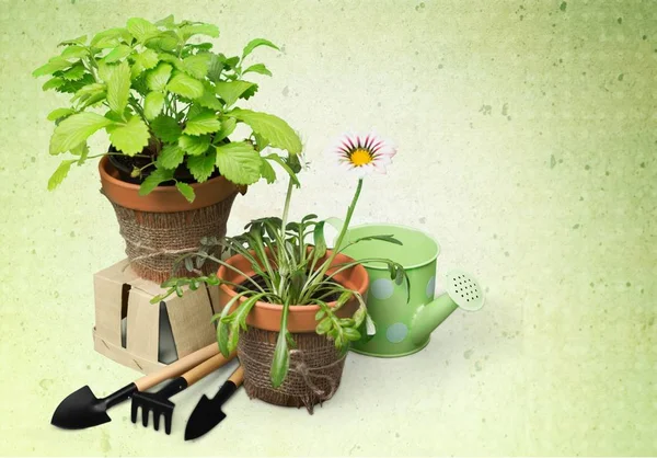 鉢花を植えるためのオブジェクト — ストック写真