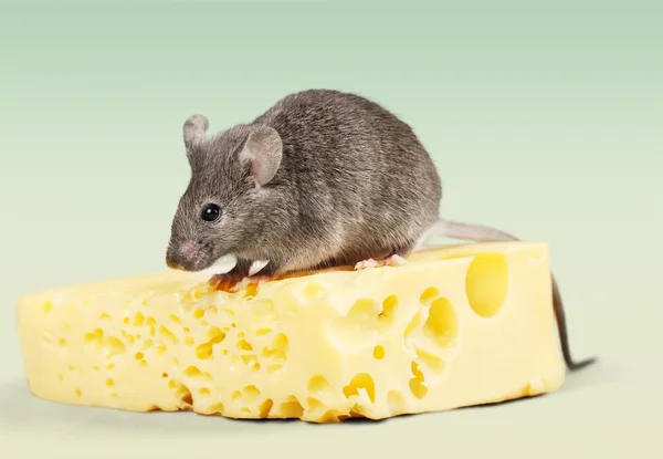 치즈와 마우스 — 스톡 사진