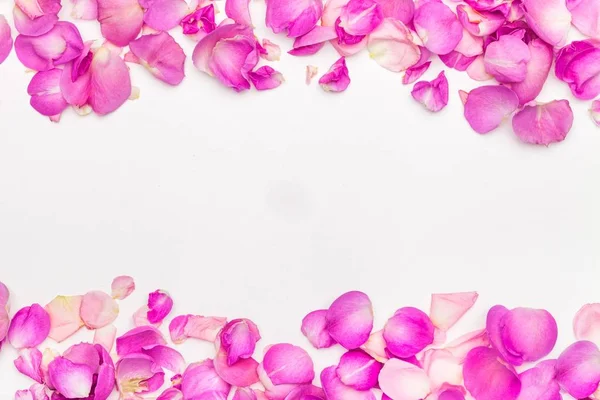 Rózsaszín Rózsa Virágok Fehér Háttér — Stock Fotó