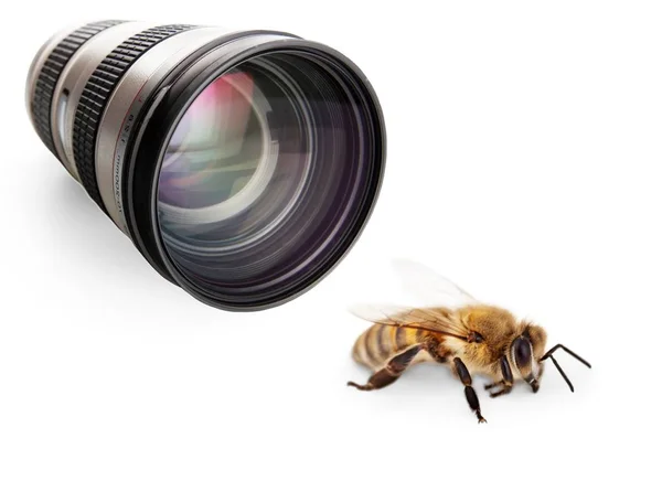 Macro Van Bee Witte Achtergrond — Stockfoto