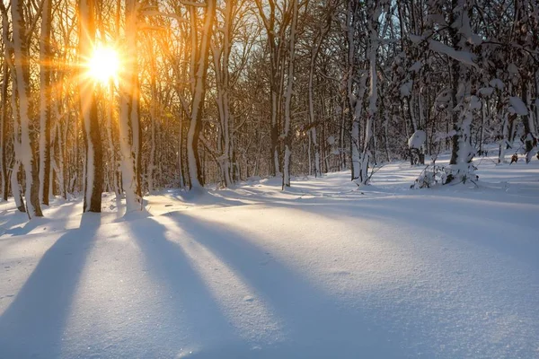 Erstaunliche Landschaft Mit Schneebedeckten Bäumen Winterpark — Stockfoto