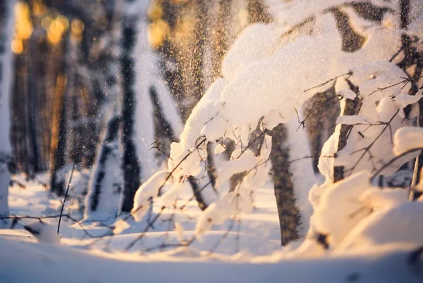Erstaunliche Landschaft Mit Schneebedeckten Bäumen Winterpark — Stockfoto