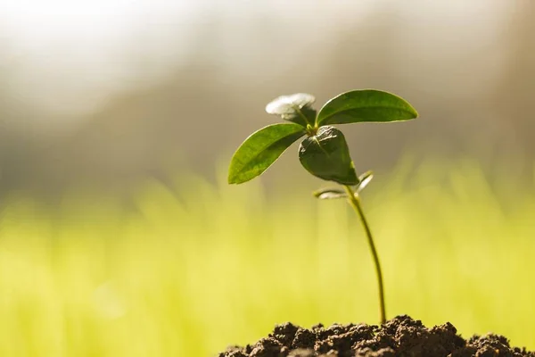 新生命绿色植物在土壤中的生长 — 图库照片