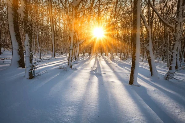 Winterpark Bei Sonnenuntergang Sonnenstrahlen Durch Verschneite Bäume — Stockfoto