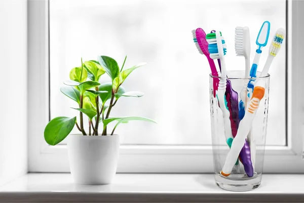 Toothbrushes Plant Windowsill — Stock Photo, Image