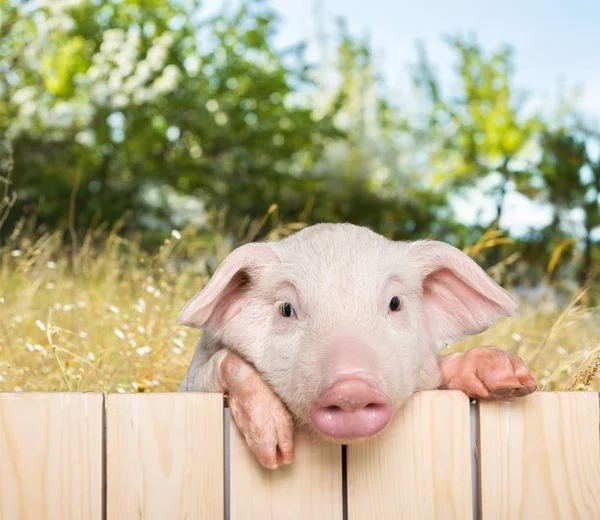 Ferkel hängt am Zaun — Stockfoto