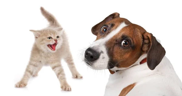 Lindo Perrito Gatito Aislado Sobre Fondo Blanco — Foto de Stock