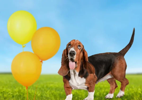 Cute Basset Hound Hond Groen Gazon Met Gele Ballonnen — Stockfoto