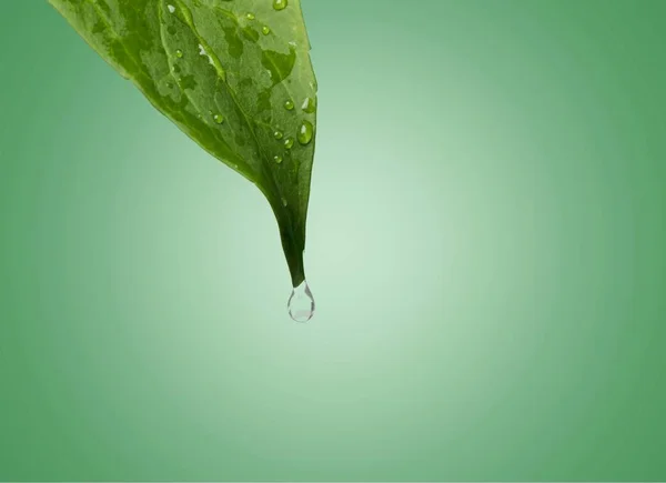 Hoja Verde Con Gotas Agua —  Fotos de Stock