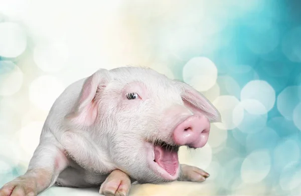 可爱的小猪孤立的背景 — 图库照片