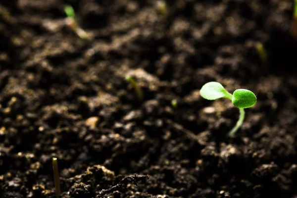 Agriculture Concept Green Fresh Sprouts Soil — Stock Photo, Image