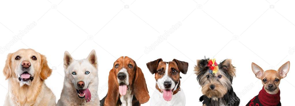 adorable six dogs isolated on white background