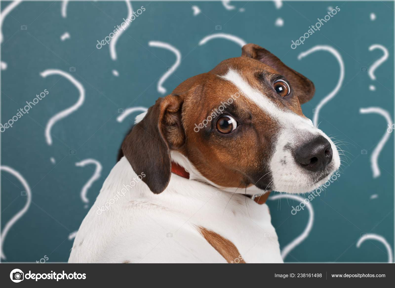 Cute Confused Little Dog Question Marks Isolated White Background Stock ...