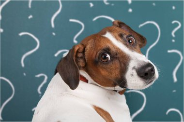 Beyaz arka planda izole soru işaretleri ile sevimli şaşkın küçük köpek