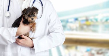 Köpek izole Veteriner doktor muayene 