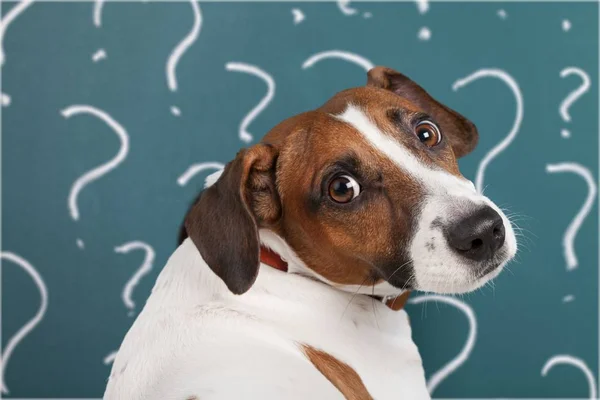 Dog question marks Stock Photos, Royalty Free Dog question marks Images ...