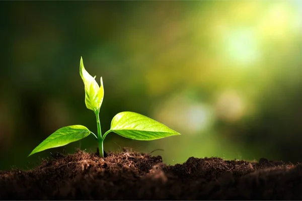 Crescimento Nova Vida Planta Verde Solo — Fotografia de Stock