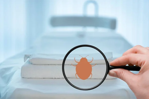 Ręka Lupą Wykrywanie Łóżko Bug — Zdjęcie stockowe